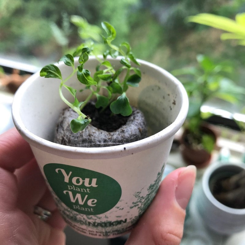 You Plant We Plant Pack of 3 Tree Kits, We Plant 30 More Trees